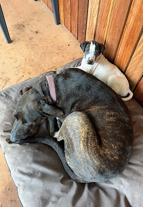 Adged Care1 482x696 Portrait